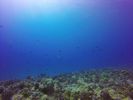 Hawaii Scuba divng 65