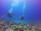 Hawaii Scuba divng 37