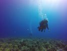 Hawaii Scuba divng 51