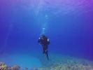 Hawaii Scuba divng 64