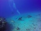 Hawaii Scuba divng 73