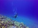 Hawaii Scuba divng 74