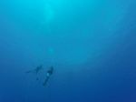 Hawaii Scuba divng 13