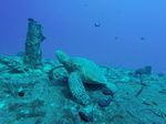 Hawaii Scuba divng 33