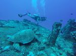 Hawaii Scuba divng 37