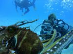 Hawaii Scuba divng 24