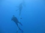 Hawaii Scuba divng 34