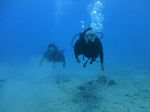 Hawaii Scuba divng 40