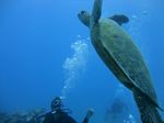 Hawaii Scuba divng 52