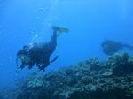 Hawaii Scuba divng 58