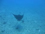 Hawaii Scuba divng 62