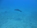 Hawaii Scuba divng 64