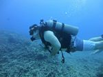 Hawaii Scuba divng 16