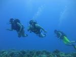 Hawaii Scuba divng 31