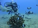 Hawaii Scuba divng 69