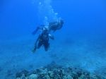 Hawaii Scuba divng 15