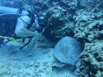 Hawaii Scuba divng 49