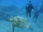 Hawaii Scuba divng 56