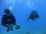 Hawaii Scuba divng 12