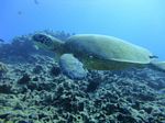 Hawaii Scuba divng 48