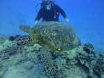 Hawaii Scuba divng 51