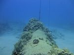 Hawaii Scuba divng 29