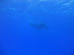 Hawaii Scuba divng 03