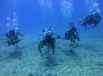 Hawaii Scuba divng 57