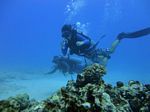 Hawaii Scuba divng 62