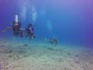 Hawaii Scuba divng 13