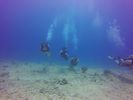 Hawaii Scuba divng 15