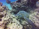 Hawaii Scuba divng 21