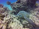 Hawaii Scuba divng 22