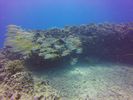 Hawaii Scuba divng 23