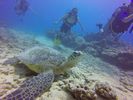 Hawaii Scuba divng 25