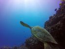 Hawaii Scuba divng 26