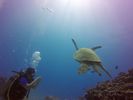 Hawaii Scuba divng 27