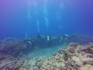 Hawaii Scuba divng 34