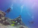 Hawaii Scuba divng 37