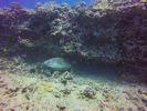 Hawaii Scuba divng 38