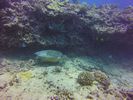 Hawaii Scuba divng 41