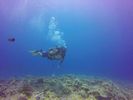 Hawaii Scuba divng 48