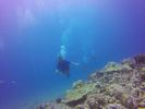 Hawaii Scuba divng 66