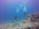 Hawaii Scuba divng 71