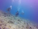 Hawaii Scuba divng 75