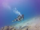 Hawaii Scuba divng 78