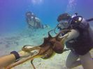 Hawaii Scuba divng 85