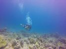 Hawaii Scuba divng 93