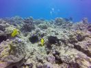 Hawaii Scuba divng 97