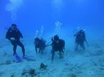 Hawaii Scuba divng 24